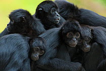 Brown headed spider monkey (Ateles fusciceps) group resting together, captive occurs in Central and South America.