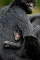 Brown headed spider monkey (Ateles fusciceps) mother and baby, captive occurs in Central and South America.