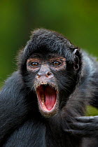 Brown headed spider monkey (Ateles fusciceps) calling. Captive, occurs in Central and South America.