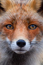 Red fox (Vulpes vulpes) portrait.