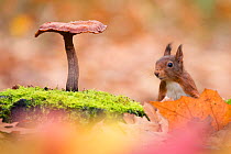 Red Squirrel (Sciurus vulgaris) in autumnal woodland  leaflitter with mushroom, the Netherlands, November.