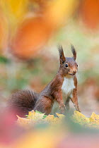 Red Squirrel (Sciurus vulgaris) in autumnal woodland  leaflitter, the Netherlands, November.