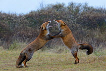 Red foxes (Vulpes vulpes) fighting.