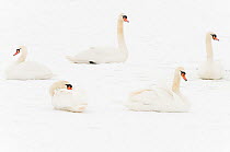 Five Mute swans (Cygnus olor) resting on snow, Hazerswoude, The Netherlands, February.