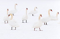 Mute swan (Cygnus olor) flock camouflaged on winter snow.