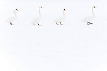 Mute swan (Cygnus olor) group of four camouflaged against winter snow.