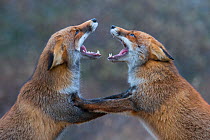 Red foxes (Vulpes vulpes) fighting.