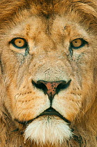 Lion (Panthera leo) close up portrait of male, captive occurs in Africa.