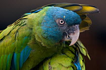 Blue headed macaw (Primolius couloni) one stretching its wing over another, captive occurs Peru, Bolivia and Brazil.