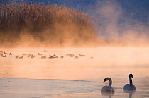 Mute swan (Cygnus olor) pair on misty lake,