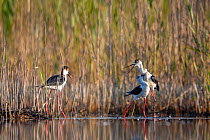 Two Black winged stilts (Himantopus himantopus) fighting for territory, another standing nearby, Volano, Italy, May.