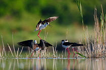 Three Black winged stilts (Himantopus himantopus) in shallow water, another landing, Volano, Italy, May.