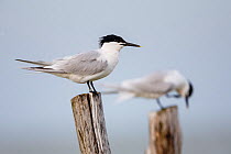Two Sandwich terns (Sterna sandvicensis) standing on wooden posts, Gorino, Po Delta, Italy, May.