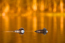 Two Red throated divers (Gavia stellata) resting on water in golden light, Troms, Norway, June.