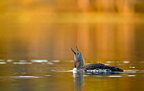 Red throated diver (Gavia stellata) calling on water, Troms, Norway, June.