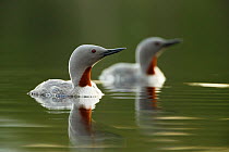 Red throated diver (Gavia stellata) pair on water with reflection, Troms, Norway, June.