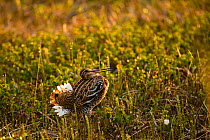 Male Great snipe (Gallinago media) displaying, showing white tail feathers, Troms, Norway, June.