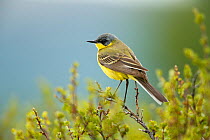Male Yellow wagtail (Motacilla flava thunbergi) perched on twig, Fokstumyra Nature Reserve, Dovre, Oppland, Norway, June.