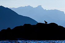 Silhouette of White-tailed eagle (haliaeetus albicilla) sitting on coastal rocks, Kvaloya, Troms, Norway, October.