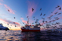 Gulls (Laridae) following small fishing boat, Kvaloya, Troms, Norway, November.