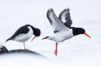 Two Oystercatchers (Haematopus ostralegus) one flying, the other standing on a rock, Troms, Norway, March.