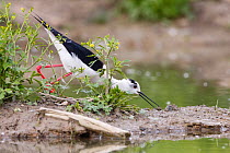 Male Black-winged stilt (Himantopus himantopus) collecting nesting material, Volano, Italy, May.