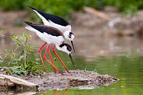 Black-winged stilt (himantopus himantopus) male and female collecting nesting material, Volano, Italy, May.