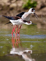 Black-winged stilt (himantopus himantopus) pair with mating behaviour, Volano, Italy, May.