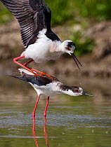 Black-winged stilt (Himantopus himantopus) pair about to mate, Volano, Italy, May.