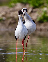 Black-winged stilt (himantopus himantopus) pair courting, Volano, Italy, May.