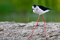 Black winged stilt (Himantopus himantopus) walking, showing long legs, Volano, Italy, May.