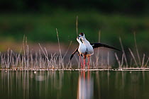 Black-winged stilt (Himantopus himantopus) pair courting, Volano, Italy, May.