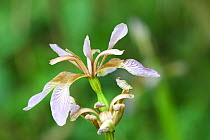 Stinking iris (Iris foetidissima) in flower, Green Down Nature Reserve, Somerset, England, UK, July.