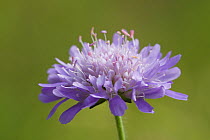 Field scabious (Knautia arvensis) in flower, Green Down Nature Reserve, Somerset, England, UK, July.