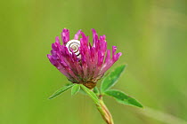 Red clover (Trifolium pratense) in flower, with Grove snail (Cepaea nemoralis), Green Down Nature Reserve, Somerset, England, UK, July.