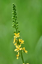 Common agrimony (Agrimonia eupatoria) in flower, Green Down Nature Reserve, Somerset, England, UK, June.