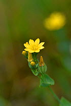 Yellow-wort (Blackstonia perfoliata) in flower, Green Down Nature Reserve, Somerset, England, UK, June.