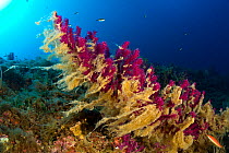 Red gorgonian coral (Paramuricea clavata) covered in mucilage, a symptom of rising sea temperature,  Punta Campanella Marine Reserve, Massa Lubrense, Italy, Tyrrhenian Sea, Mediterranean.