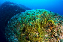 Mucilage covering a reef, Vis Island, Croatia, Adriatic Sea, Mediterranean.