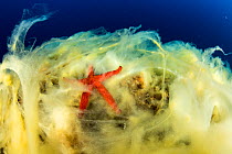 Sea star (Hacelia attenuata) on coral covered with mucilage, a symptom of rising sea temperature,  Vis Island, Croatia, Adriatic Sea, Mediterranean.