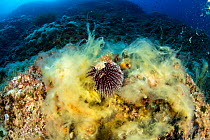 Sea urchin (Sphaerechinus granularis) on coral covered with mucilage, a symptom of rising sea temperature,  Vis Island, Croatia, Adriatic Sea, Mediterranean.