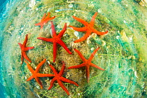 Wide angle of a group of Sea stars (Hacelia attenuata), Vis Island, Croatia, Adriatic Sea, Mediterranean.