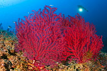 Scuba diver with Red gorgonian coral (Lophogorgia chilensis), Punta Campanella Marine Reserve, Massa Lubrense, Italy, Tyrrhenian Sea, Mediterranean.