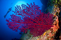 Scuba diver with Red gorgonian coral (Lophogorgia chilensis), Ponza Island, Italy, Tyrrhenian Sea, Mediterranean.