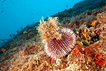 Sea urchin (Sphaerechinus granularis), Larvotto Marine Reserve, Monaco, Mediterranean.