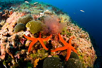 Two Sea stars (Hacelia attenuata), Vis Island, Croatia, Adriatic Sea, Mediterranean.