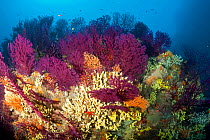Red fan corals (Paramuricea clavata), Yellow gorgonian, (Eunicella cavolini) and Yellow cave-sponges (Aplysina cavernicola), Ischia Island, Italy, Tyrrhenian Sea, Mediterranean.
