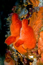 Two Red sea-squirts (Halocynthia papillosa) Santa Teresa, Sardinia, Italy, Tyrrhenian Sea, Mediterranean,