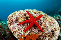 Red starfish (Echinaster sepositus) on a rock, Dubrovnik, Croatia, Adriatic Sea, Mediterranean.