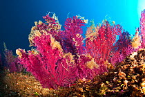 Red gorgonian coral (Paramuricea clavata) covered with mucilage, a symptom of rising sea temperature,  Punta Campanella Marine Reserve, Massa Lubrense, Italy, Tyrrhenian Sea, Mediterranean.